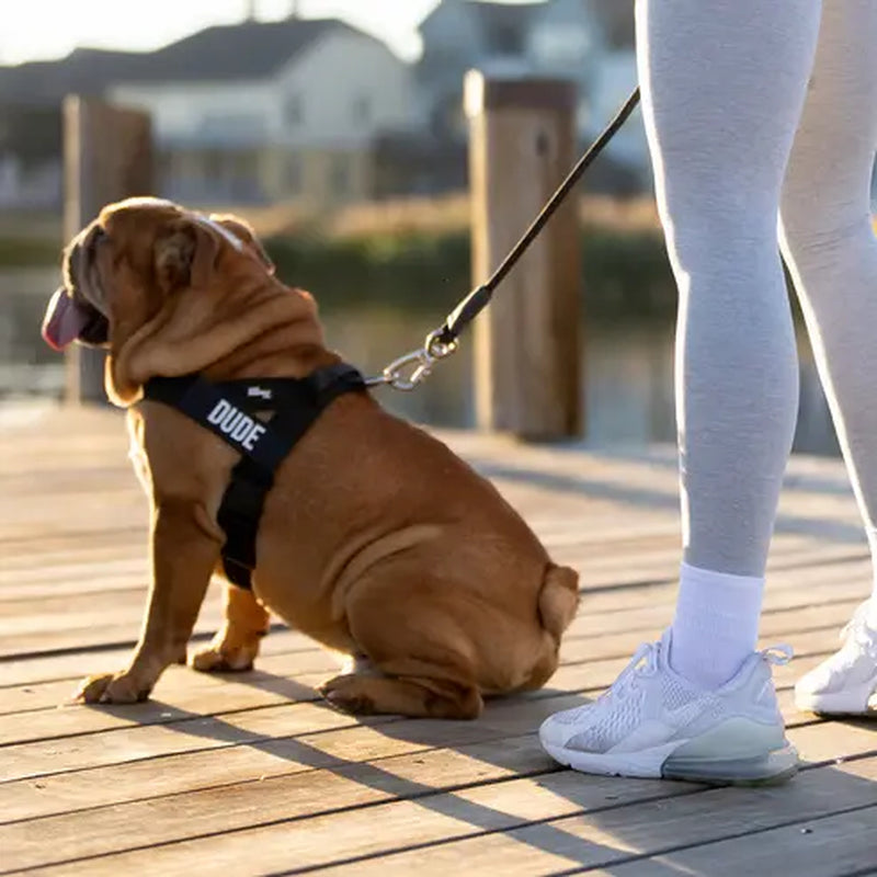 Dog Friendly Co. Harness - Easy to Fit No-Pull Design - Safe Secure and Comfortable - Ideal for All Dogs - Chafe-Resistant Lightweight Straps - Adjustable Straps for Perfect Fit Walking Harness