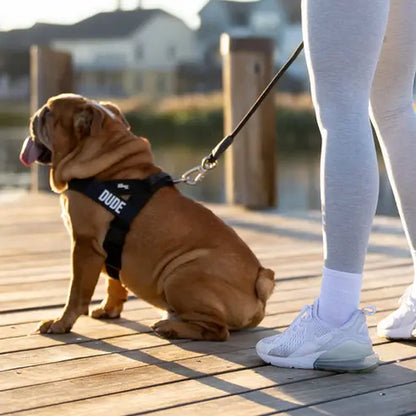 Dog Friendly Co. Harness - Easy to Fit No-Pull Design - Safe Secure and Comfortable - Ideal for All Dogs - Chafe-Resistant Lightweight Straps - Adjustable Straps for Perfect Fit Walking Harness